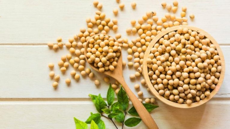 Soja nuk është vetëm për vegjetarianë! Proteinat e saj më së miri përvetësohen
