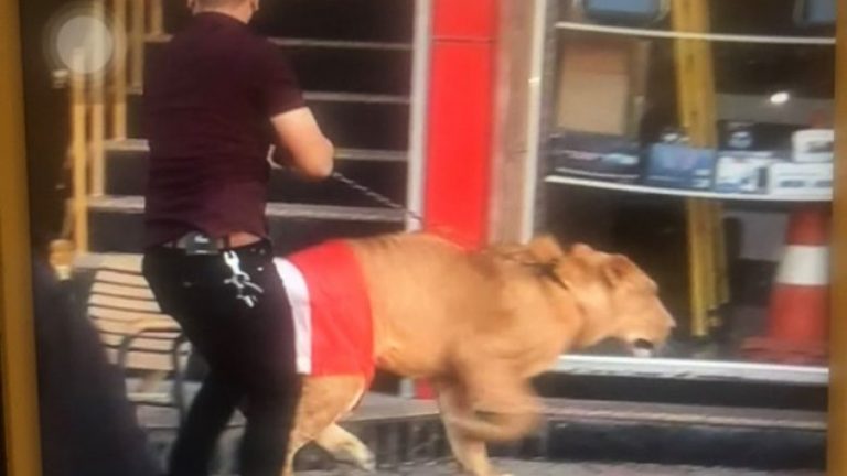 Protestuesi në Irak sjell luanin e stërvitur që të luftojë më qentë e policisë