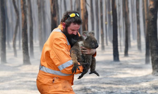 Rreth 25 mijë koala besohet se janë djegur për së gjalli nga zjarret në Australi