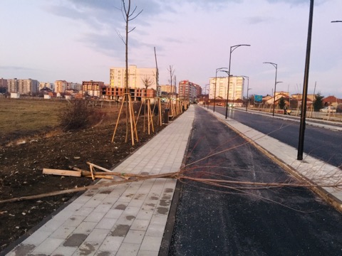 Dëmtohen drunjët dekorativ në Lipjan, reagon Komuna