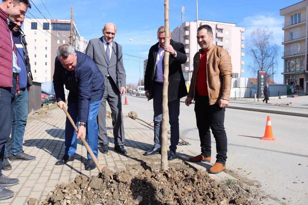Drunjët e dëmtuar i zëvendësohen me fidane të reja