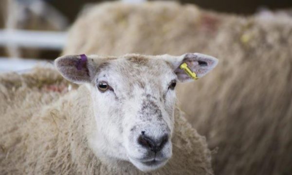 30 dele në Vushtrri ngordhën nga virusi Gjuha e kaltër