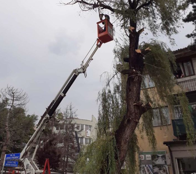 Komuna Lipjanit jep sqarimin në lidhje me prerjen e drurit ” Shelnes ” që ka ndodhur ditë më parë në Lipjan