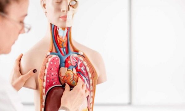 Çmimi i implantit të secilit organ në trup
