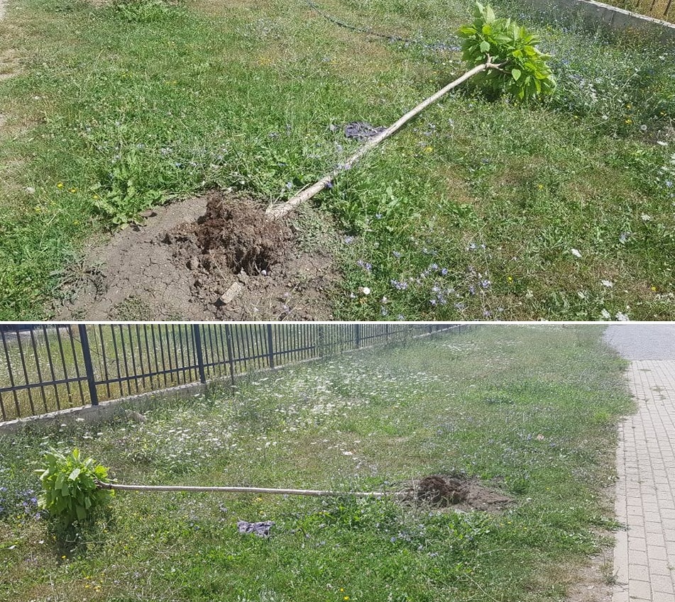 Dëmtohen drunjët dekorativ në Lipjan, reagon Komuna