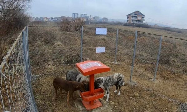 Përparim Rama njofton se ka nënshkruar një vendim për çështjen e qenve endacakë