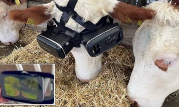 Fermeri iu vendos lopëve kufje VR, thotë se kjo ndikoi në rritjen e ‘prodhimit’ të qumështit