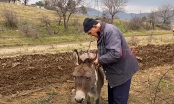 Çmimi i lartë i karburantit detyron bujkun në Lezhë të punojë tokën si në mesjetë me gomar (VIDEO)