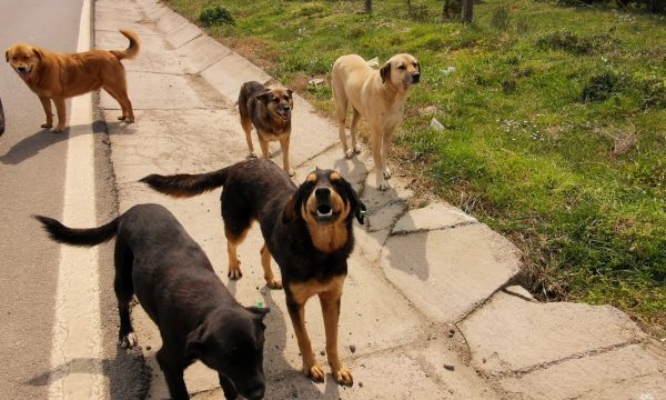 Të enjten protestohet kundër zhdukjes së qenve në Ferizaj