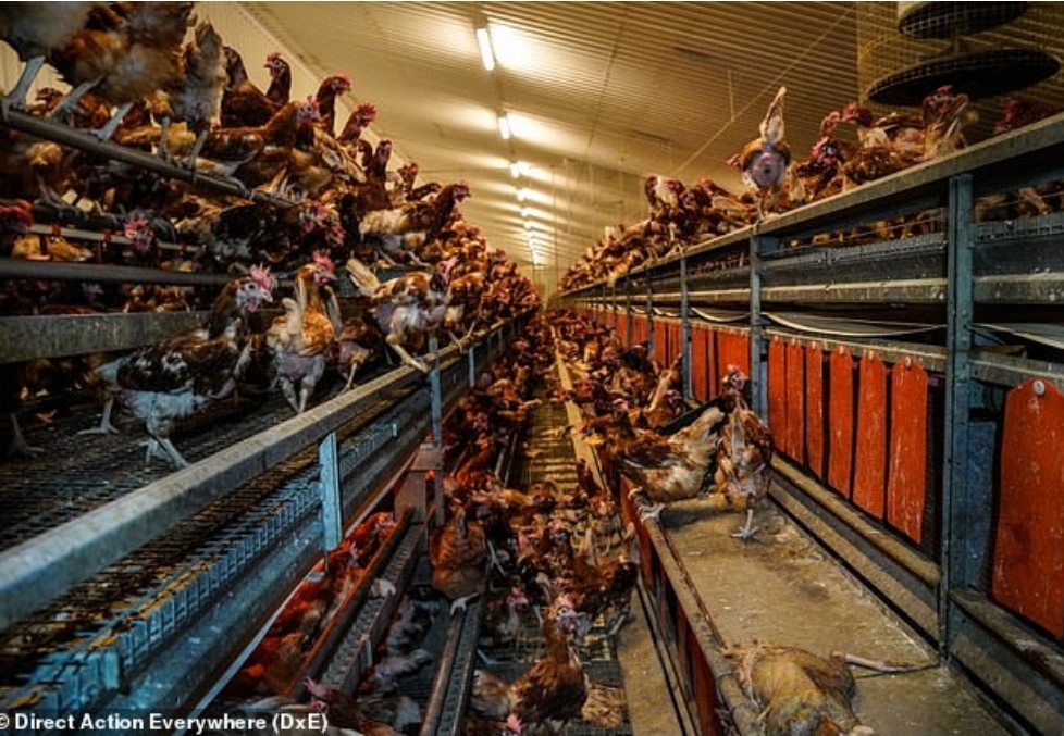 Ngordhin 500 mijë pula në Durrës, dyshohet për grip shpendësh