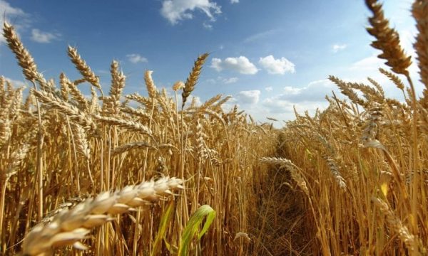 Ukraina mund të mos prodhojë mjaftueshëm grurë dhe misër për të eksportuar gjatë këtij viti