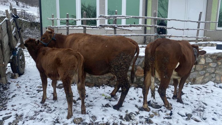 Arrestohet i dyshuari që po kontrabandonte kafshë nga Maqedonia në Kosovë