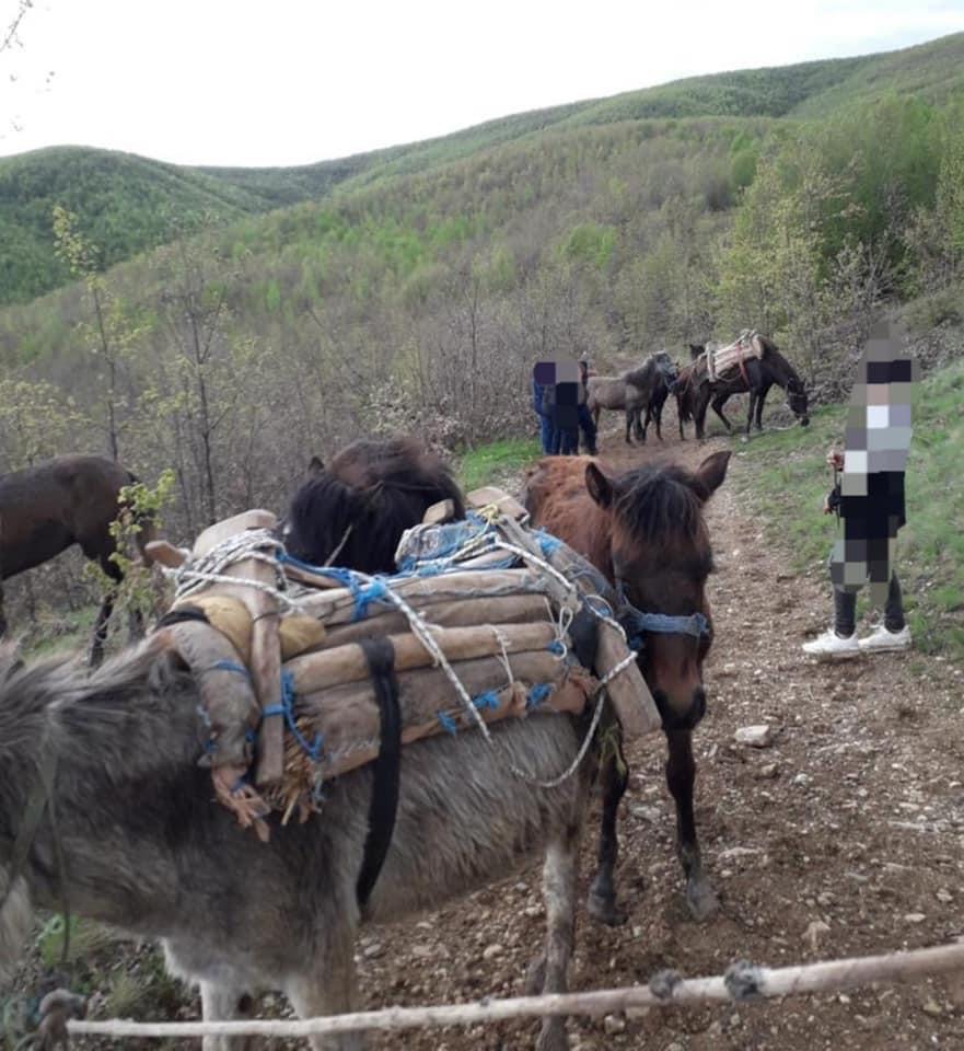 Policia Kufitare e rajonit Lindje parandalon një rast të kontrabandimit të kafshëve