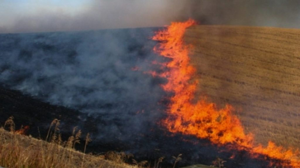Digjen 50 ari të mbjella me grurë në Rahovec