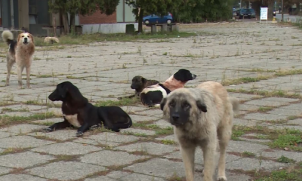 Vrau një qen me pushkë gjuetie, arrestohet një person në Malishevë