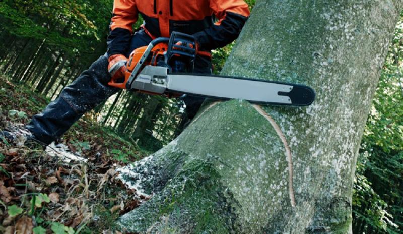 Prishtinë: Arrestohen pesë persona, u zunë duke prerë dru në mal