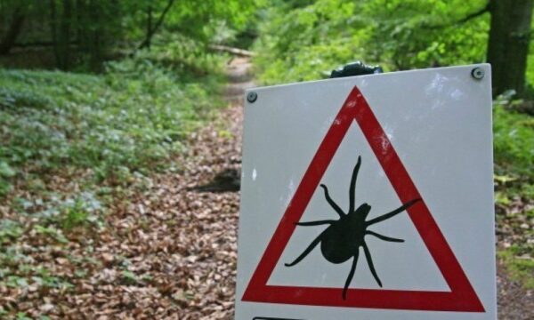 Rreziku nga pickimi i rriqrave pas rritjes së temperaturave, IKSHP del me rekomandime për qytetarët
