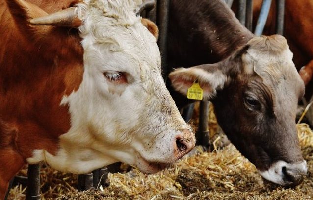 Doli për t’i shpëtuar lopët pasi tentuan t’ia vidhnin, plagoset një person në Podujevë