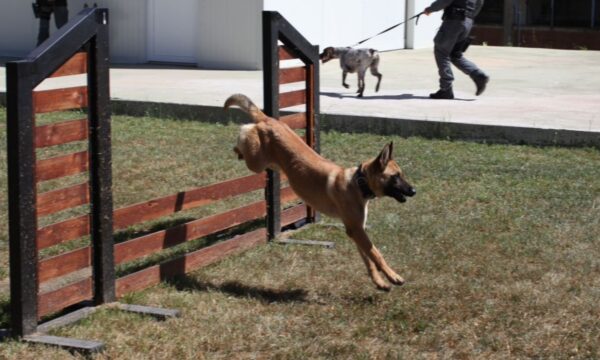 Policia e Kosovës trajnon operatorë me qen zyrtar për kërkim të armëve, drogave dhe kartëmonedhave