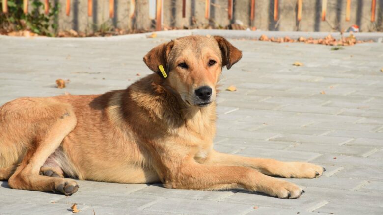 Gjuajti qenin e fqinjit me pushkë gjuetie, policia ndalon të dyshuarin në Prishtinë