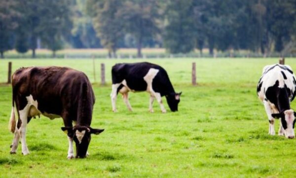 Konfirmohet turbekulozi te lopët