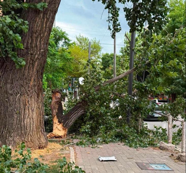 Erat e forta rrëzojnë lisin në Prishtinë, policia e zjarrëfiksat në vend të ngjarjes