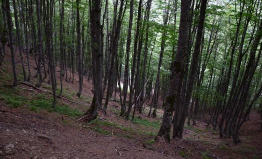 Gjenden dhe sekuestrohen 144 fishekë të vjetër në një fushë të hapur, në Gjakovë